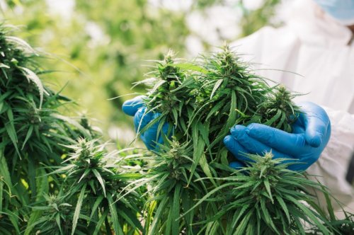 Cannabis verhindert in Laborstudie Corona-Infektion