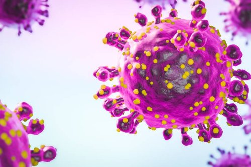 Aktuelle Untersuchung Oropouche-Virus verbreitet sich schnell und erreicht auch Deutschland