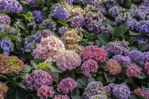 Bunte Blüten: Ein Hausmittel lässt Hortensien blühen