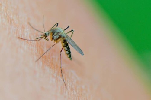 Schutz vor Mücken Insektenschutz im Test: Welche Sprays und Stichheiler wirklich wirken