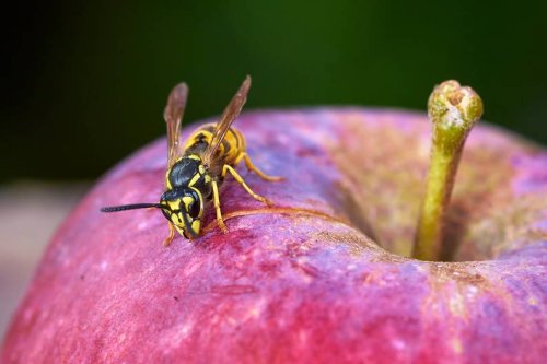 Nervige Wespen? Zwei einfache Methoden vertreiben sie effektiv
