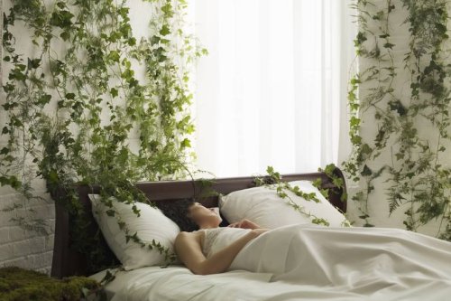 Brauchst du im Schlafzimmer: Diese Pflanzen lassen dich besser schlafen
