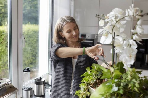 Kein Kaffeesatz: Ein anderes Mittel aus der Küche lässt Orchideen blühen