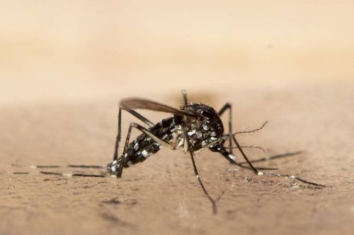 Darum sind eingeschleppte Mückenarten so gefährlich