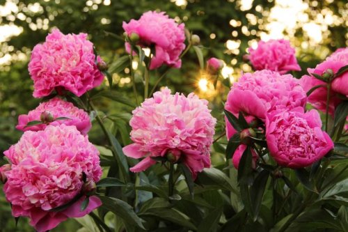 Pfingstrosen im Garten: Ein Hausmittel macht eine besonders schöne Blüte