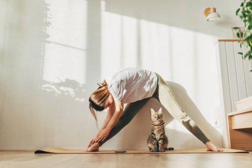 4 Sternzeichen mögen Katzen viel lieber als Menschen - FIT FOR FUN