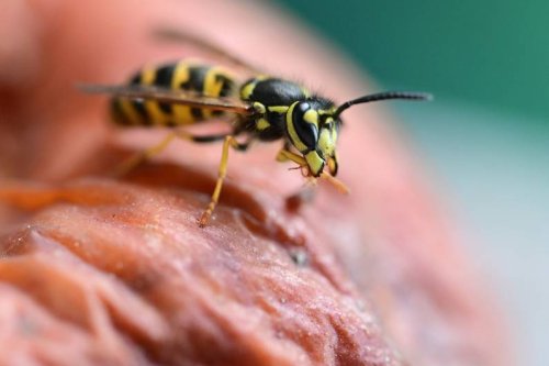 Warum es 2022 besonders viele Wespen gibt