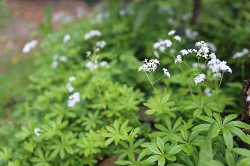 Frühlingskraut Probier die Maibowle: Waldmeister-Geschmack mit und ohne Alkohol
