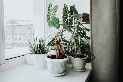 Schimmel vermeiden: Diese Schale sollte auf der Fensterbank stehen