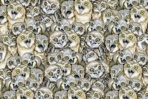 Suchbild: Alle sehen Eulen – doch nur wenige sehen die Katze