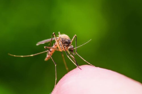 Wespen-, Mücken- und Zeckenstich: Bei diesen Symptomen solltest du zum Arzt