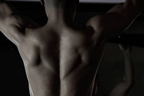 Muskelgedächtnis: Trainingseffekte halten überraschend viel länger