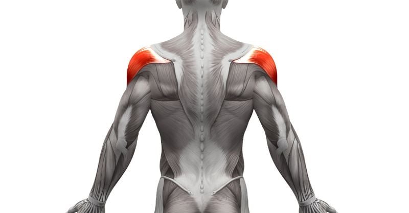 The Single Best Upper Body Workout For Max Muscle Growth, Hands Down