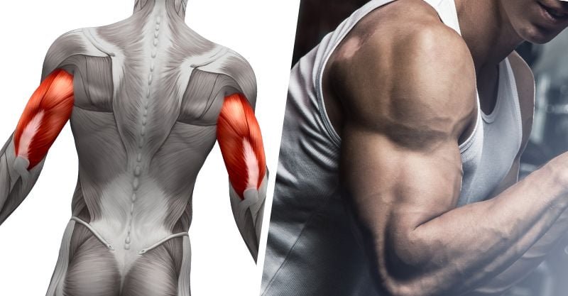 Build Huge Triceps With These Underrated Exercises