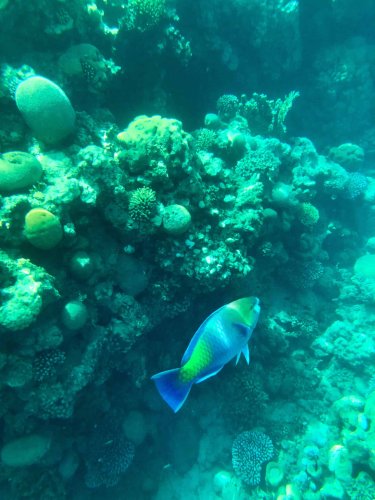 Tips and Takeaways from Snorkeling in Eilat Israel - Five Family Adventurers