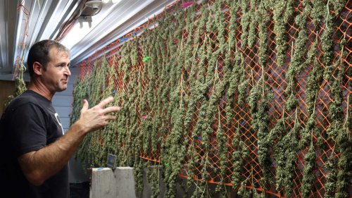 ‘Highway to Hemp’: Fledgling Industry Struggles to Take Root