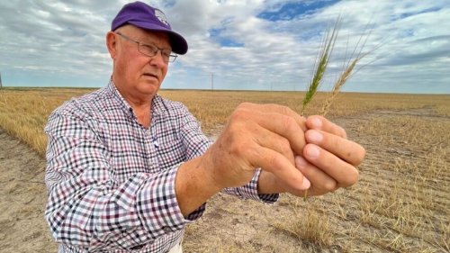 Western Kansas Wheat Crops are Failing Just When the World Needs Them Most