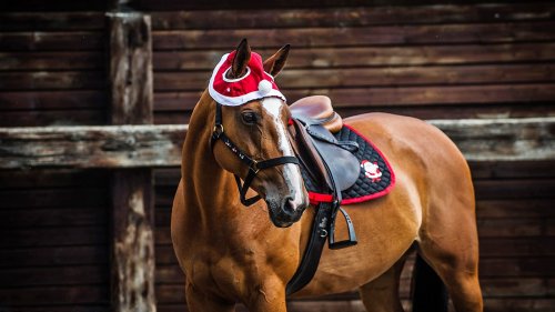 Christmas gifts for horse fans of all ages