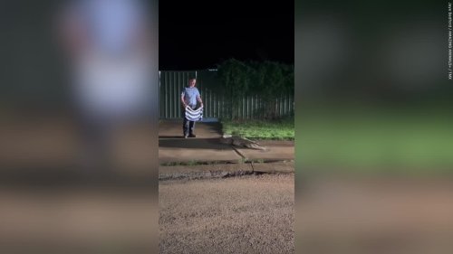 Aussie police attempt to subdue huge croc after the animal made multiple visits to the neighbourhood