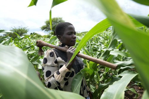 UN eyes revival of millets as global grain uncertainty grows