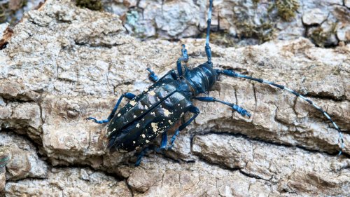 The Common Garden Pest That'll Do Major Damage To Your Trees