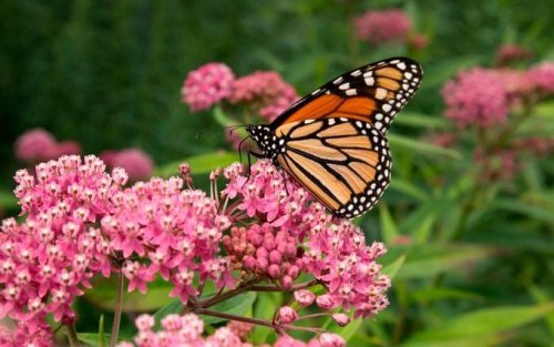 How to Grow a Milkweed Plant