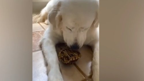 Trying to Convince This Adorable Pup to Stop Kidnapping Turtles Is Tougher Than You Think