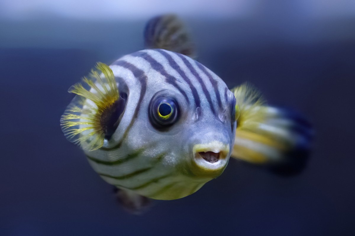 27 Fun Facts about the Puffer Fish You Might Not Know