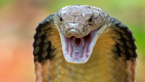 A massive hotel-invading king cobra, plus more jarring animal videos