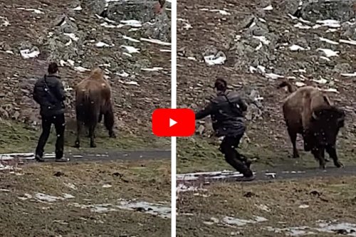 Tourist Sneaks Up On Yellowstone Bison, Gets a Deserved Scare