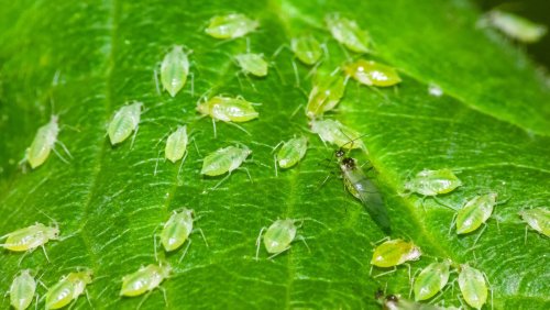 Use these household staples to help get rid of pests