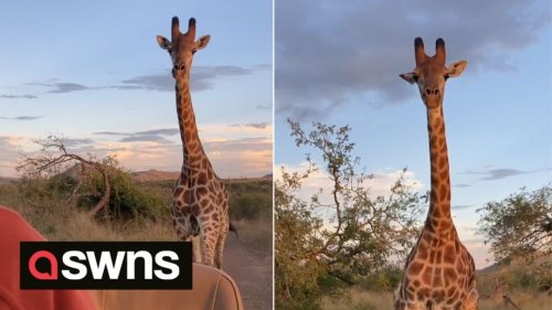 Pulse-pounding moment giraffe chases vehicle of tourists through South African safari park