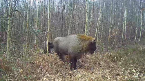Special bridges due to be built over woodland paths allowing wild bison to roam their natural habitat