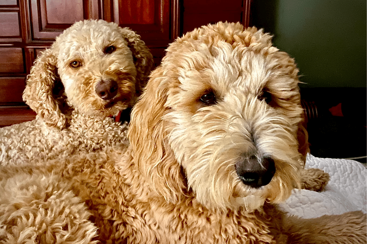 Mini Goldendoodle vs Goldendoodle: What You Need to Know