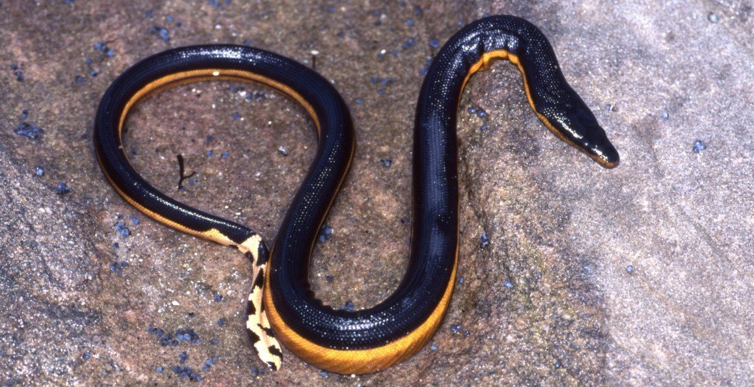 Tourists urged to stay alert after deadly, cobra-strong snake found on beach