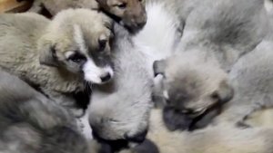 More Than 60 Puppies Rescued From the Freezing Streets of Eastern Turkey