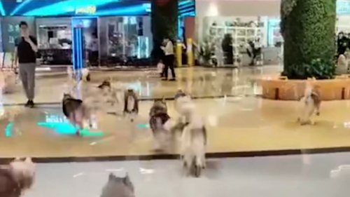 Dozens of huskies escape from pet café - causing chaos in shopping centre