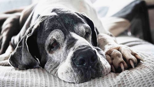 How to Know When It's Time to Say Goodbye to a Pet — Plus More About Pets 