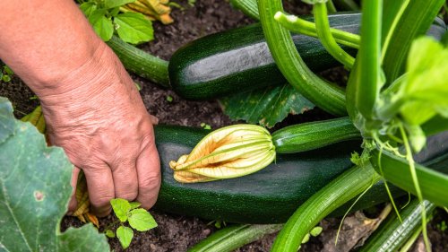 Help Vegetables Thrive In Your Garden With These Companion Plants