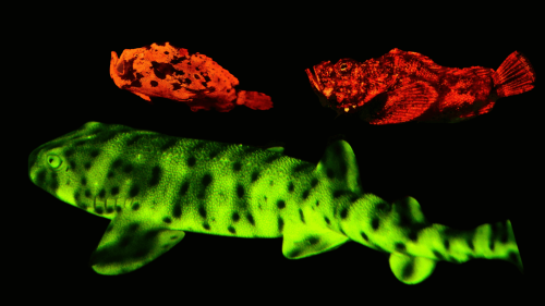 Glow-in-the-Dark Sharks and Other Fascinating Bioluminescent Fish