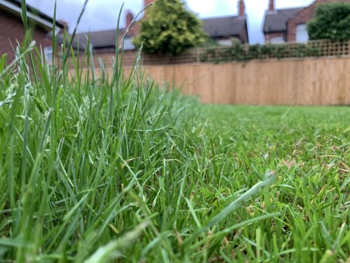 No Mow May
