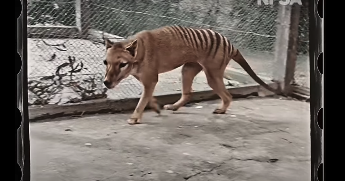 Famous footage may not depict the last living thylacine after all