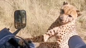 Watch The Terrifying Moment a Hungry Cheetah Hops on a Tourist Vehicle