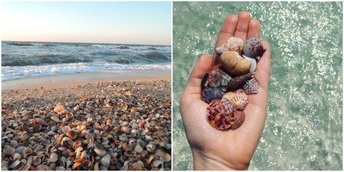 The 7 Most Impressive Spots To Find Seashells In Florida 