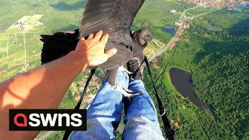 Vulture flies alongside paraglider and even sits on his lap 100ft in the air