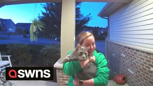 Doorbell cam captures emotional moment cat owner is reunited with lost pet