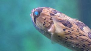 Puffer Fish Are Extremely Important In the Making of Painkillers?