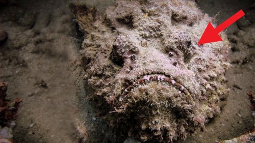 Stonefish Are Venomous Masters of Disguise