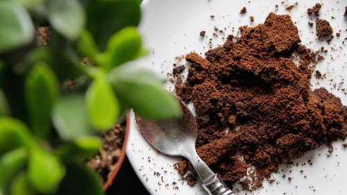 8 Ingenious Ways to Repurpose Used Coffee Grounds — Plus Other Zero Waste Tips