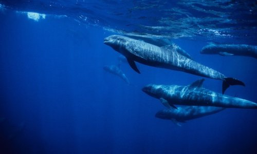 This megapod of spinner dolphins displays acrobatics you have to see to believe